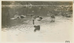Image: Dogs fishing